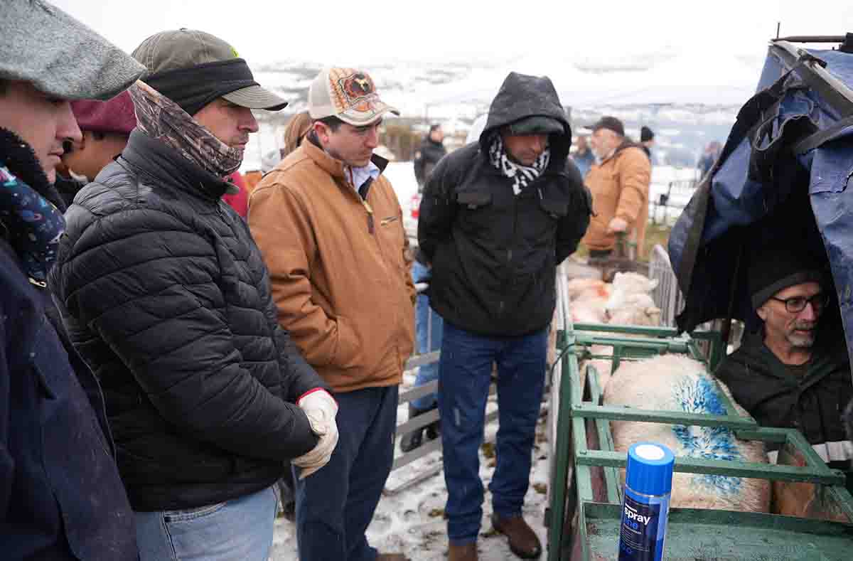 Con exitosa jornada teórico-práctica junto a INIA Kampenaike y Estancia Las Charas, ganaderos de Río Verde se capacitaron en herramientas para la mejora ovina