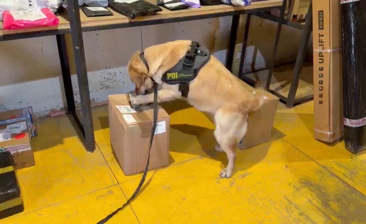 PDI incauta cannabis en dos procedimientos antinarcóticos en Punta Arenas