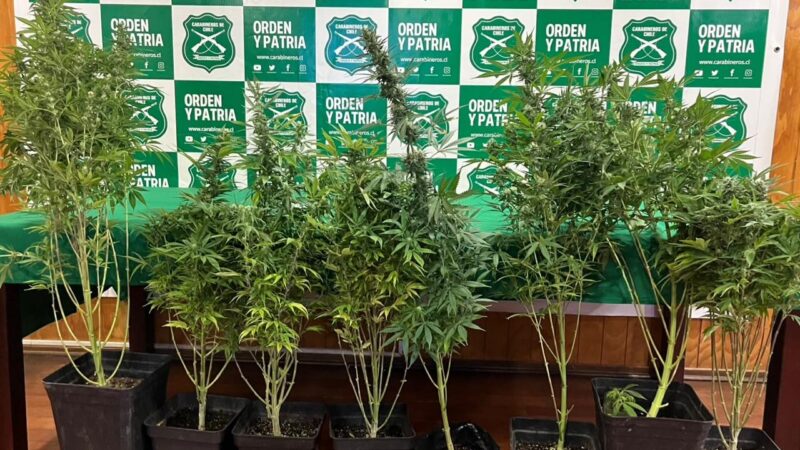 Denuncia por violencia intrafamiliar terminó con sujeto detenido por cultivo de marihuana en Punta Arenas