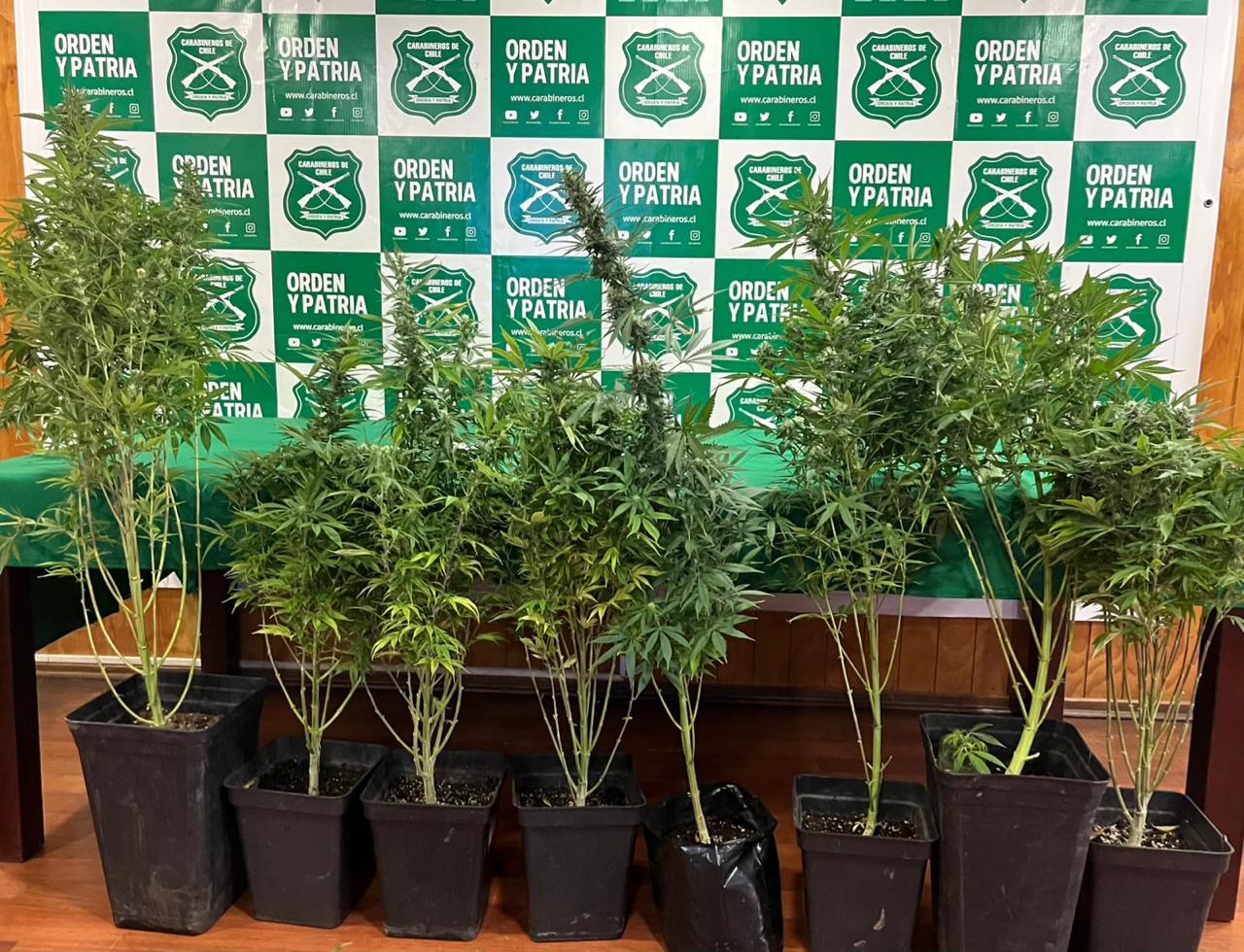 Denuncia por violencia intrafamiliar terminó con sujeto detenido por cultivo de marihuana en Punta Arenas