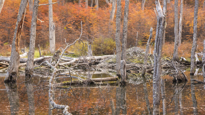Parque Karukinka en Tierra del Fuego releva el patrimonio biocultural Selk’nam.