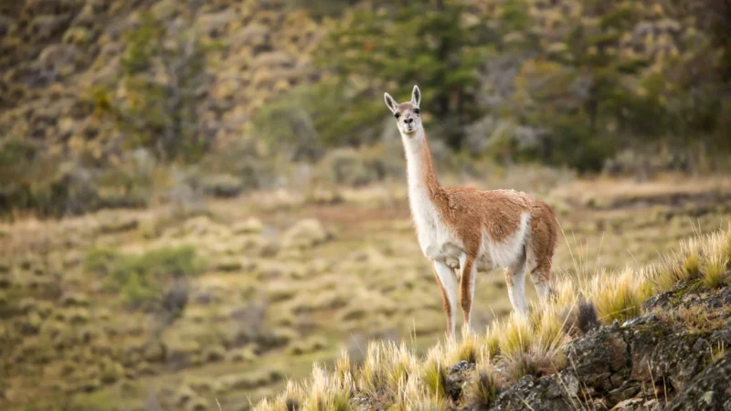 Día del Guanaco: una especie clave para los ecosistemas que conectan los Andes con Tierra del Fuego.
