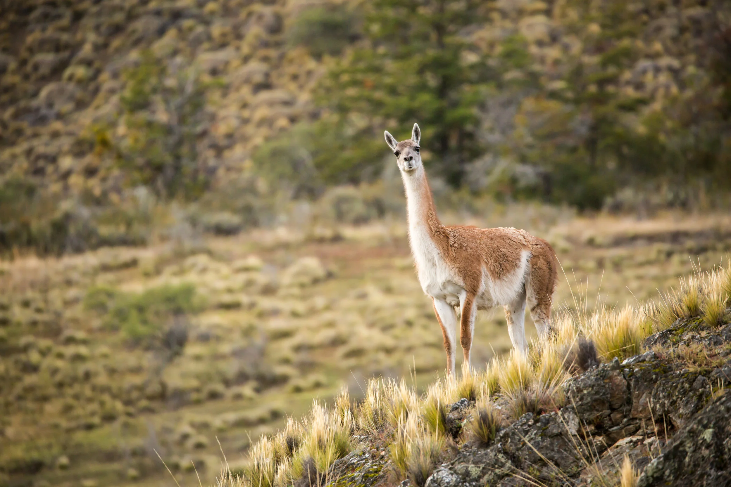 Día del Guanaco: una especie clave para los ecosistemas que conectan los Andes con Tierra del Fuego.
