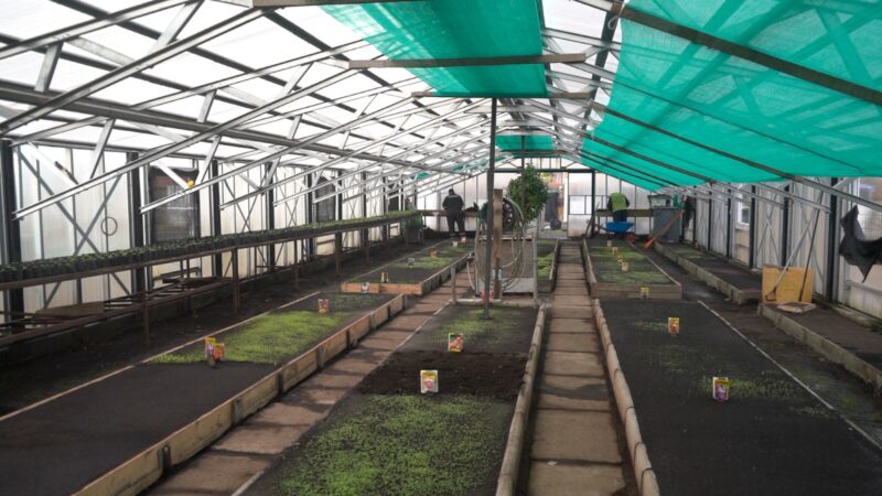Vivero Municipal inicia producción de 20 mil flores para embellecer Punta Arenas.