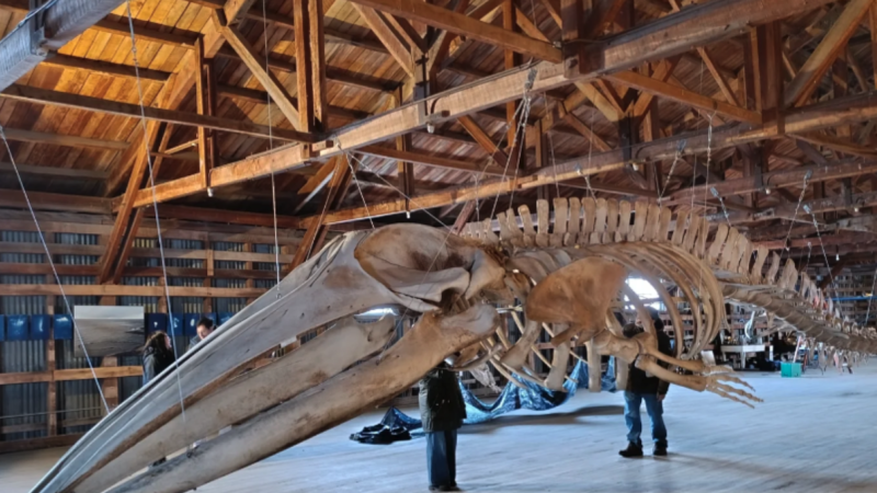 Concurso de cuentos breves presenta recorrido gratuito por el Museo de Historia Natural de Río Seco.
