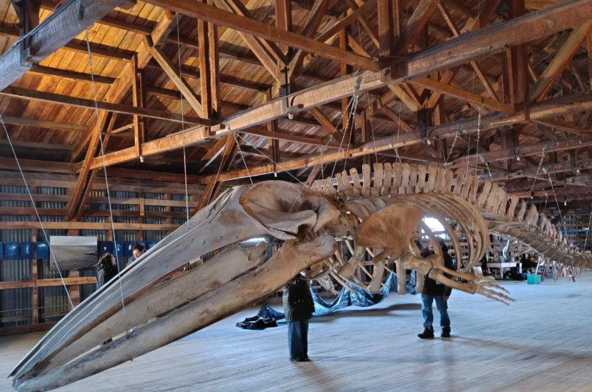 Concurso de cuentos breves presenta recorrido gratuito por el Museo de Historia Natural de Río Seco.
