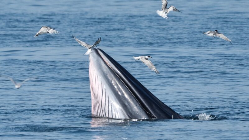 Estudio revela cómo la alimentación de ballenas azules y jorobadas influye en su exposición a contaminantes en la Patagonia chilena.