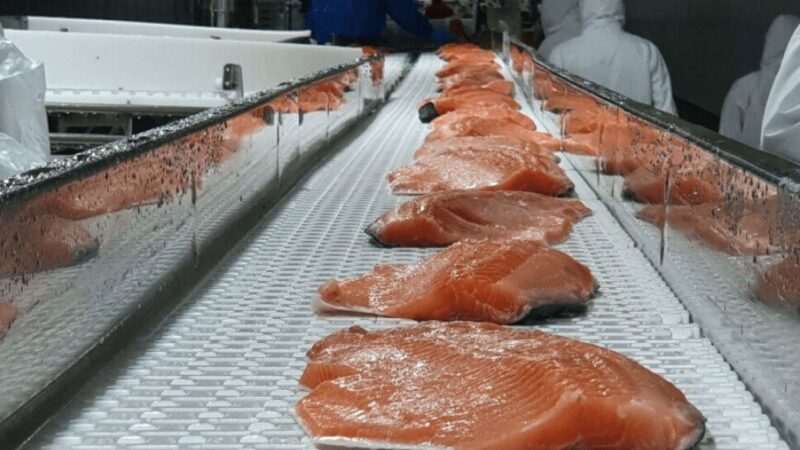 US$ 50 millones es el balance 2026 de las exportaciones de salmón desde Magallanes.