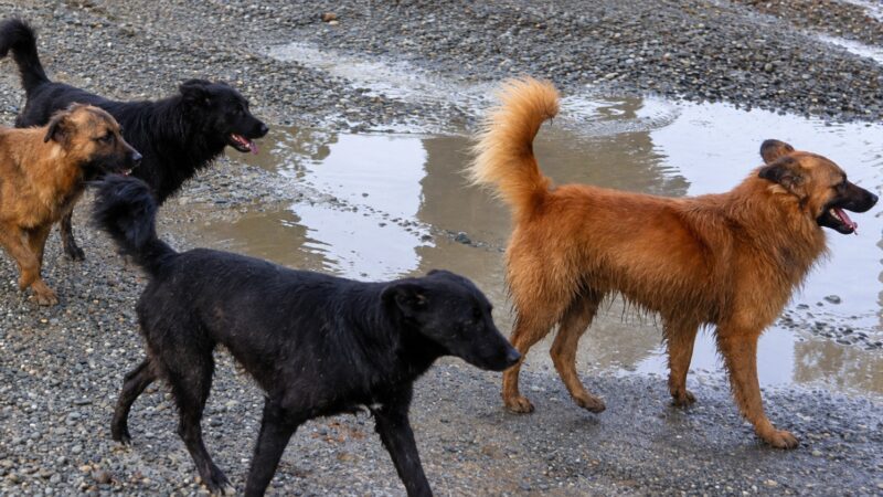 Municipio logra condena por caso de maltrato animal en Punta Arenas.