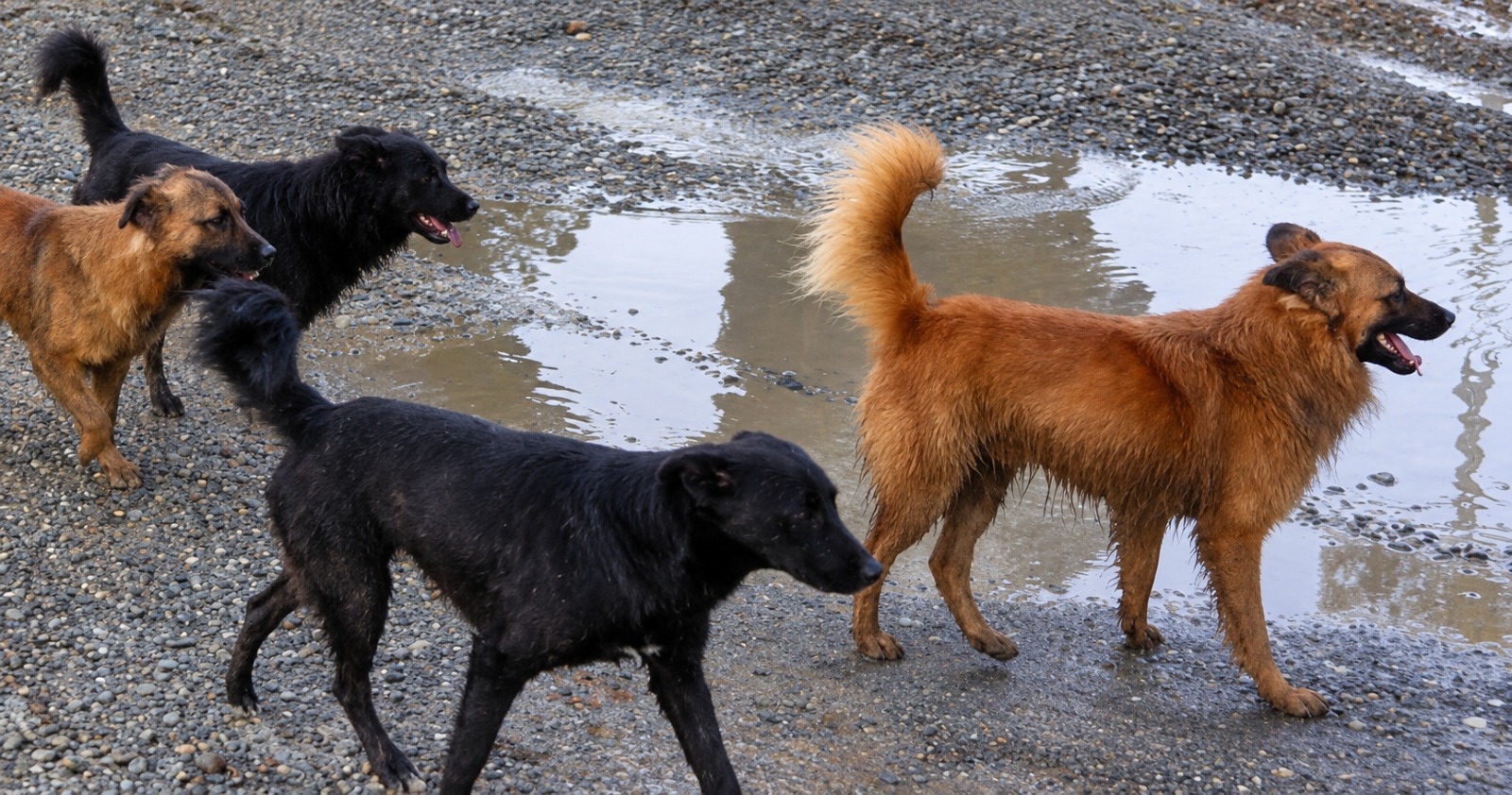 Municipio logra condena por caso de maltrato animal en Punta Arenas.