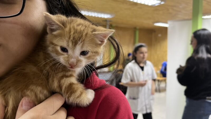 SUBDERE Magallanes abre convocatoria para Fondo Concursable de Tenencia responsable de mascotas y animales de compañía.