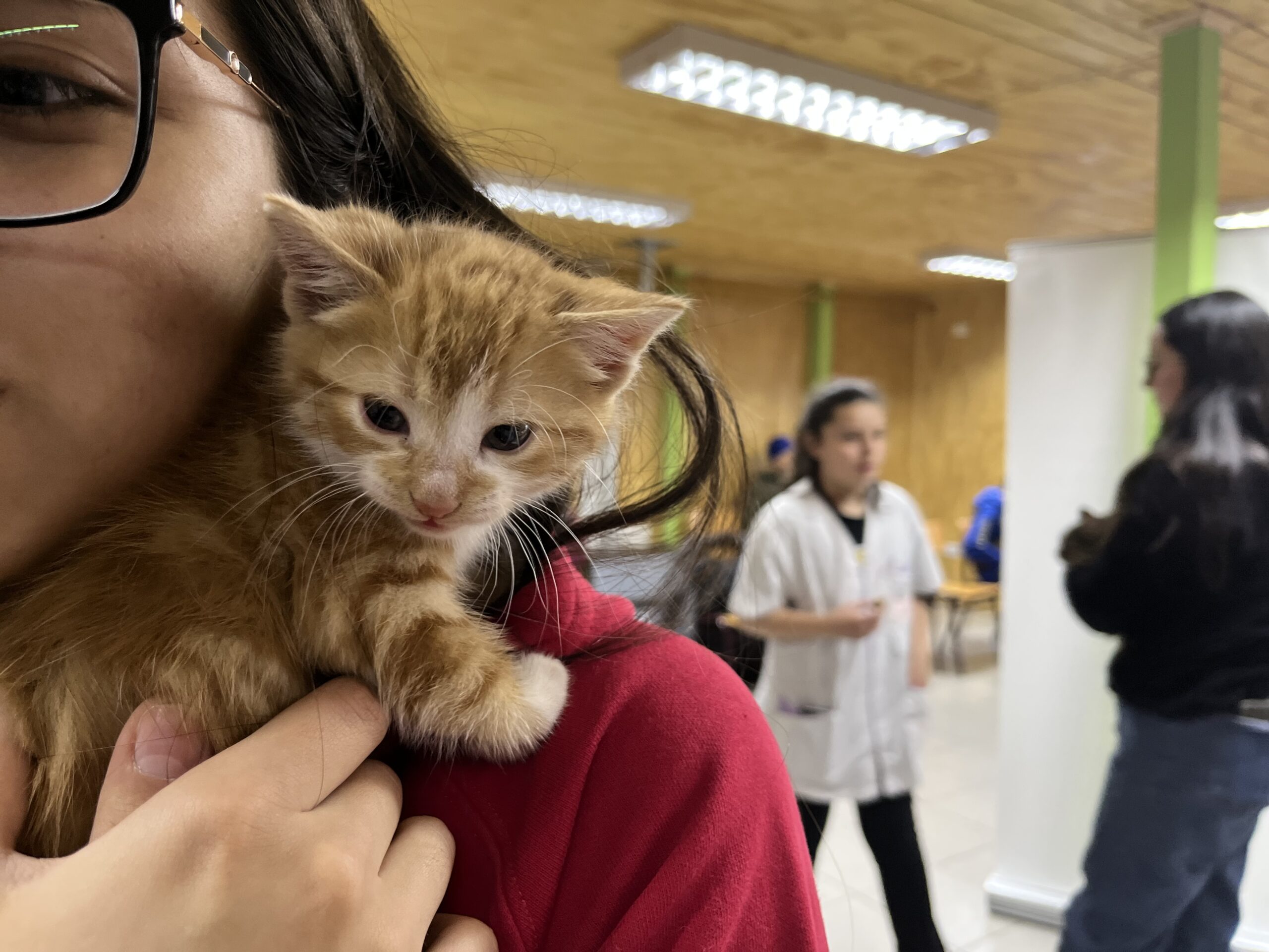 SUBDERE Magallanes abre convocatoria para Fondo Concursable de Tenencia responsable de mascotas y animales de compañía.