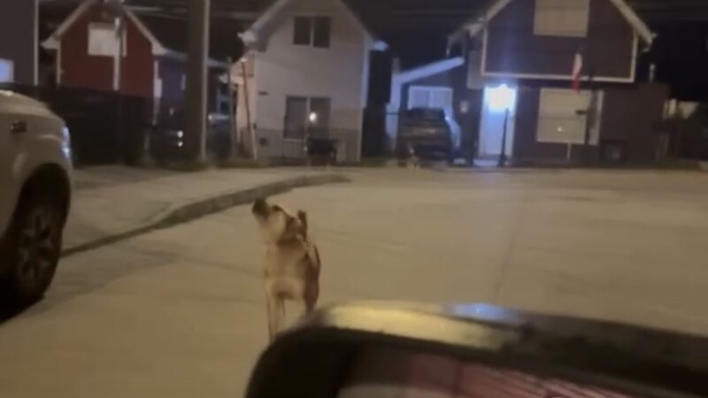 Vecinos denuncian temor por perros sueltos tras detención de hombre involucrado en anterior accidente bajo efectos del alcohol