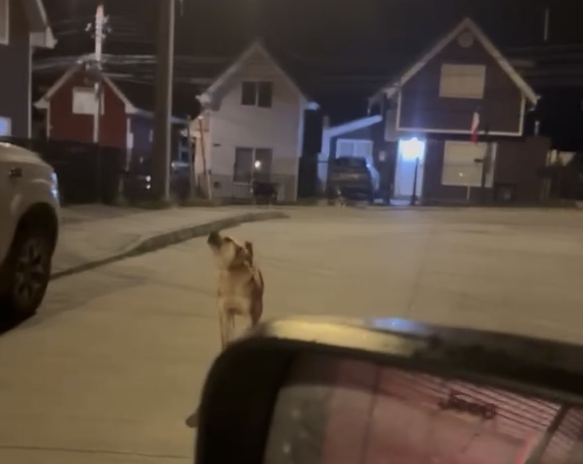 Vecinos denuncian temor por perros sueltos tras detención de hombre involucrado en anterior accidente bajo efectos del alcohol