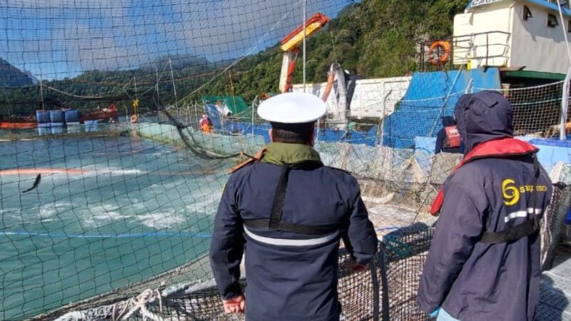 Sernapesca activa procedimiento de verificación ante caso sospechoso de virus ISA en centro de cultivo de Aysén