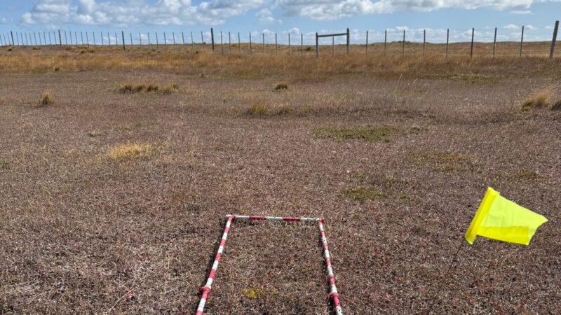 INIA Kampenaike impulsa desde Magallanes la cooperación científica binacional para enfrentar expansión de Hieracium pilosella en la Patagonia Austral.