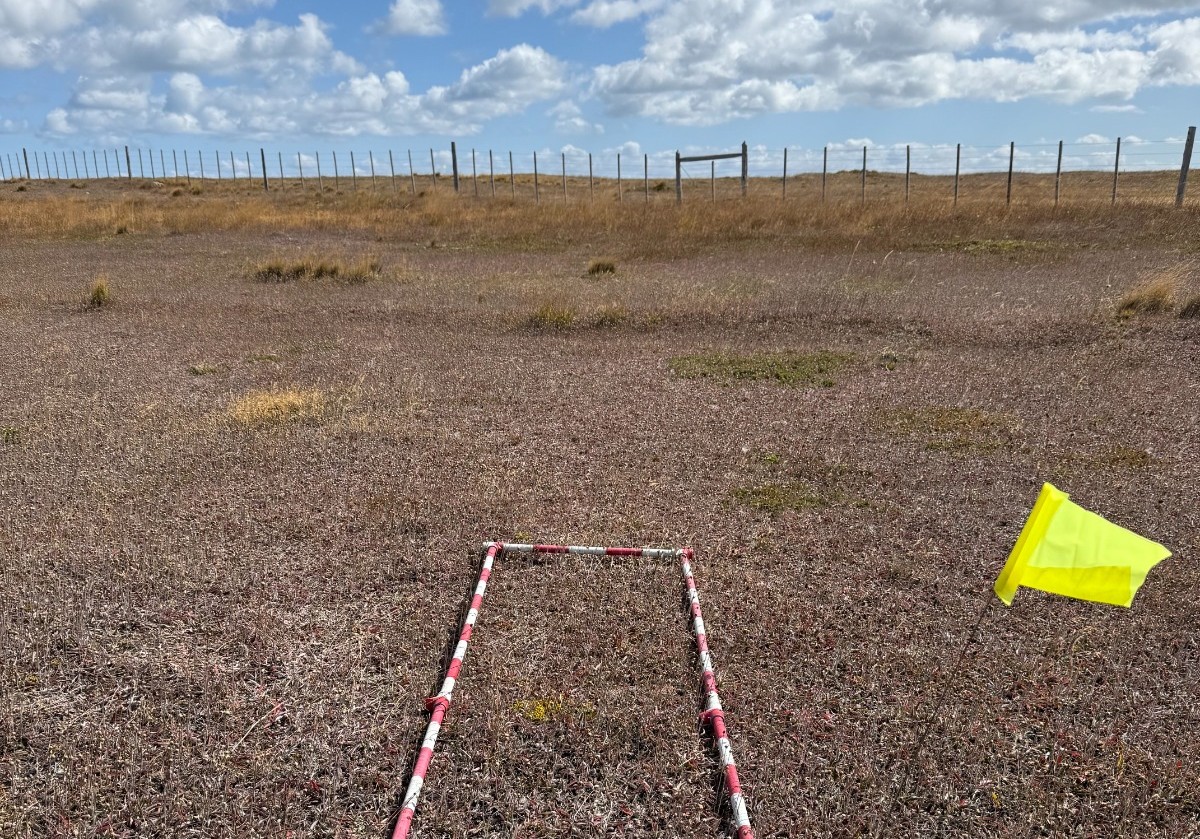 INIA Kampenaike impulsa desde Magallanes la cooperación científica binacional para enfrentar expansión de Hieracium pilosella en la Patagonia Austral.