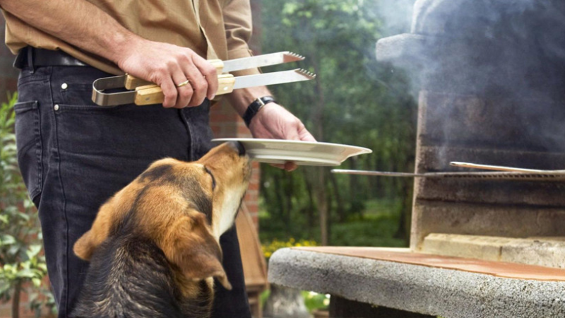 Consultas veterinarias de urgencia se disparan en Fiestas Patrias: Colmevet entrega la guía para un 18 sin sustos con las mascotas.