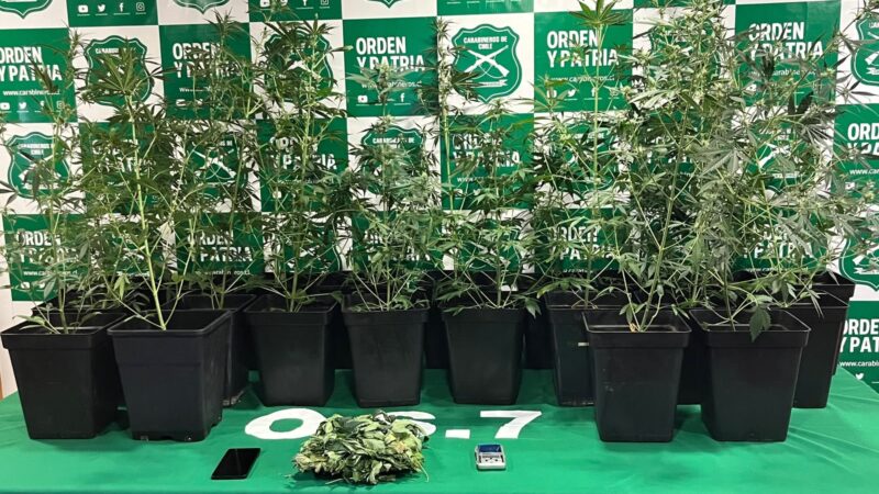 Detenido por cultivo y posesión de cannabis tras operativo del OS7 en Punta Arenas