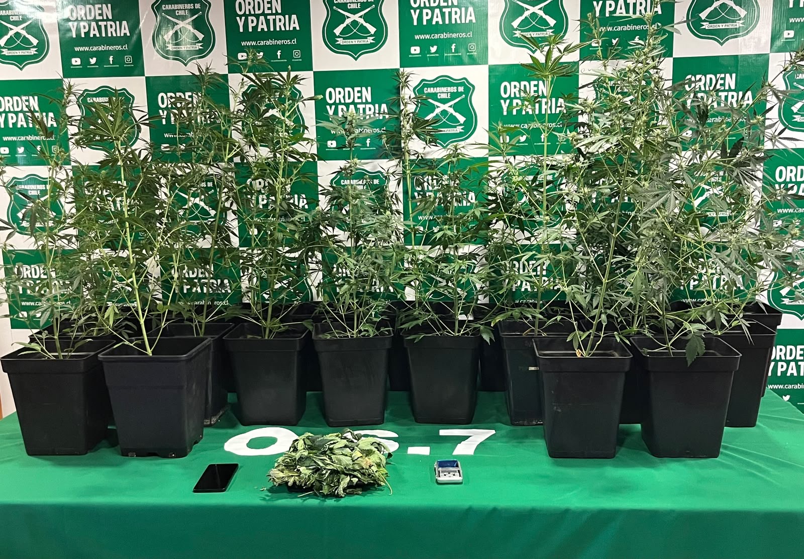 Detenido por cultivo y posesión de cannabis tras operativo del OS7 en Punta Arenas