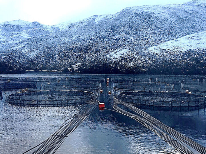 Jóvenes investigadores analizaron técnicamente evento de mortalidad de salmones en Magallanes.