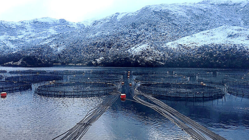Jóvenes investigadores analizaron técnicamente evento de mortalidad de salmones en Magallanes.