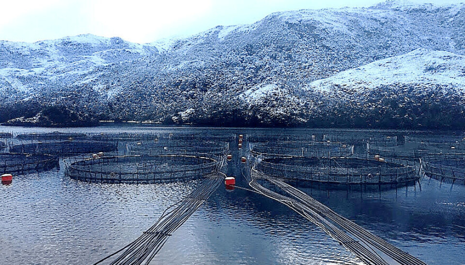 Jóvenes investigadores analizaron técnicamente evento de mortalidad de salmones en Magallanes.
