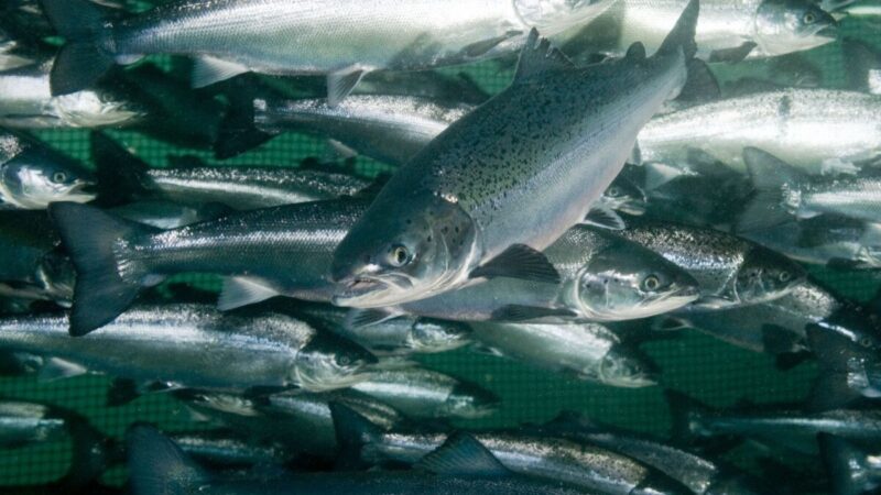 SalmonChile presentará estudio “Contribución económica de la industria del salmón en Chile”.