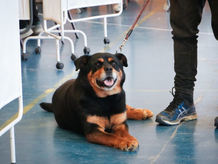 Municipio realizó operativo veterinario masivo en el sector sur de Punta Arenas.