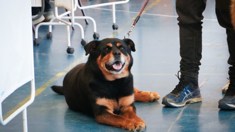 Municipio realizó operativo veterinario masivo en el sector sur de Punta Arenas.