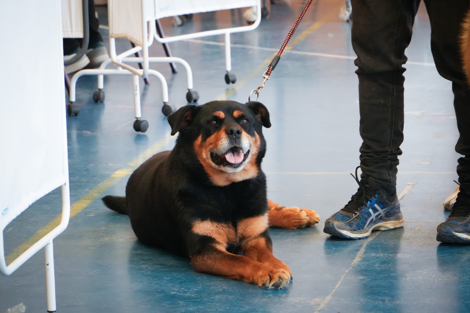 Municipio realizó operativo veterinario masivo en el sector sur de Punta Arenas.