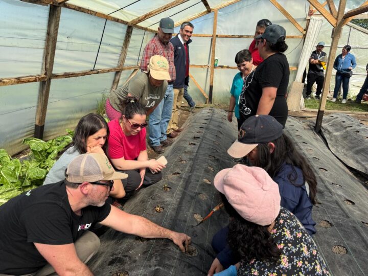 Frutillas en Magallanes: días de campo convocaron a productores para mejorar técnicas de cultivo y conocer nuevas variedades.