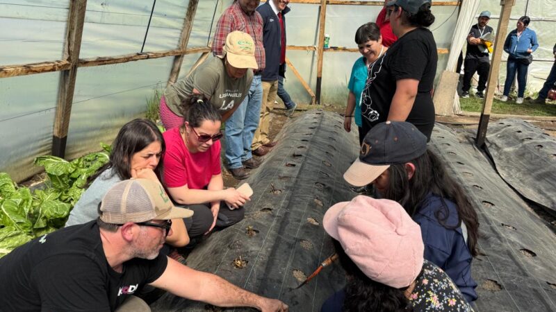 Frutillas en Magallanes: días de campo convocaron a productores para mejorar técnicas de cultivo y conocer nuevas variedades.