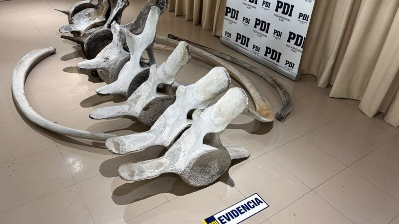 Detectives de la PDI incautan restos óseos de ballena en un inmueble de Punta Arenas.