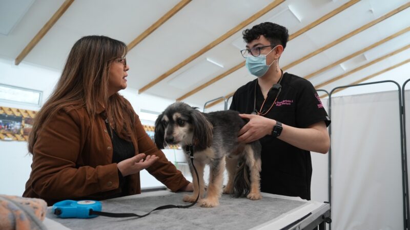 Municipalidad de Primavera da inicio a las rondas de Tenencia Responsable de Mascotas y Animales de Compañía