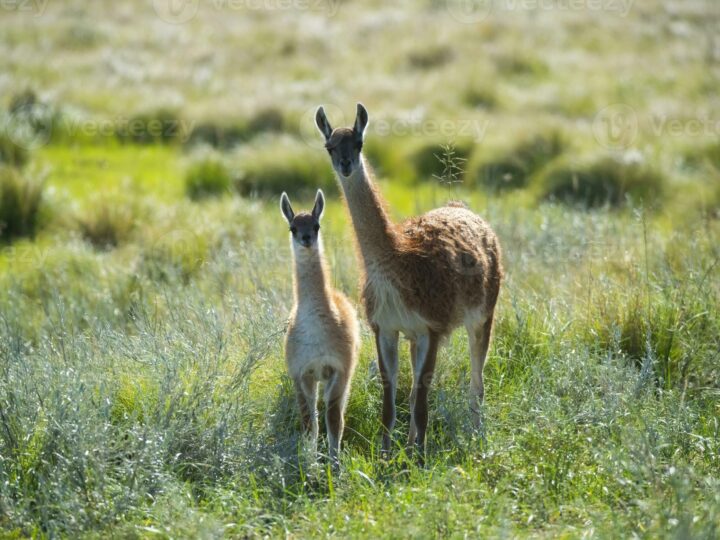 Expertos analizan las bases ecológicas, sanitarias y sociales para la coexistencia entre guanacos y ganadería ovina en la Patagonia.