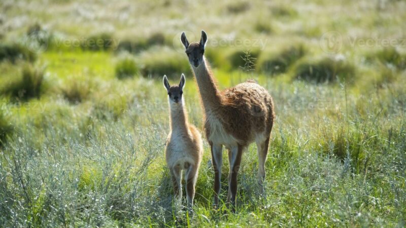Expertos analizan las bases ecológicas, sanitarias y sociales para la coexistencia entre guanacos y ganadería ovina en la Patagonia.