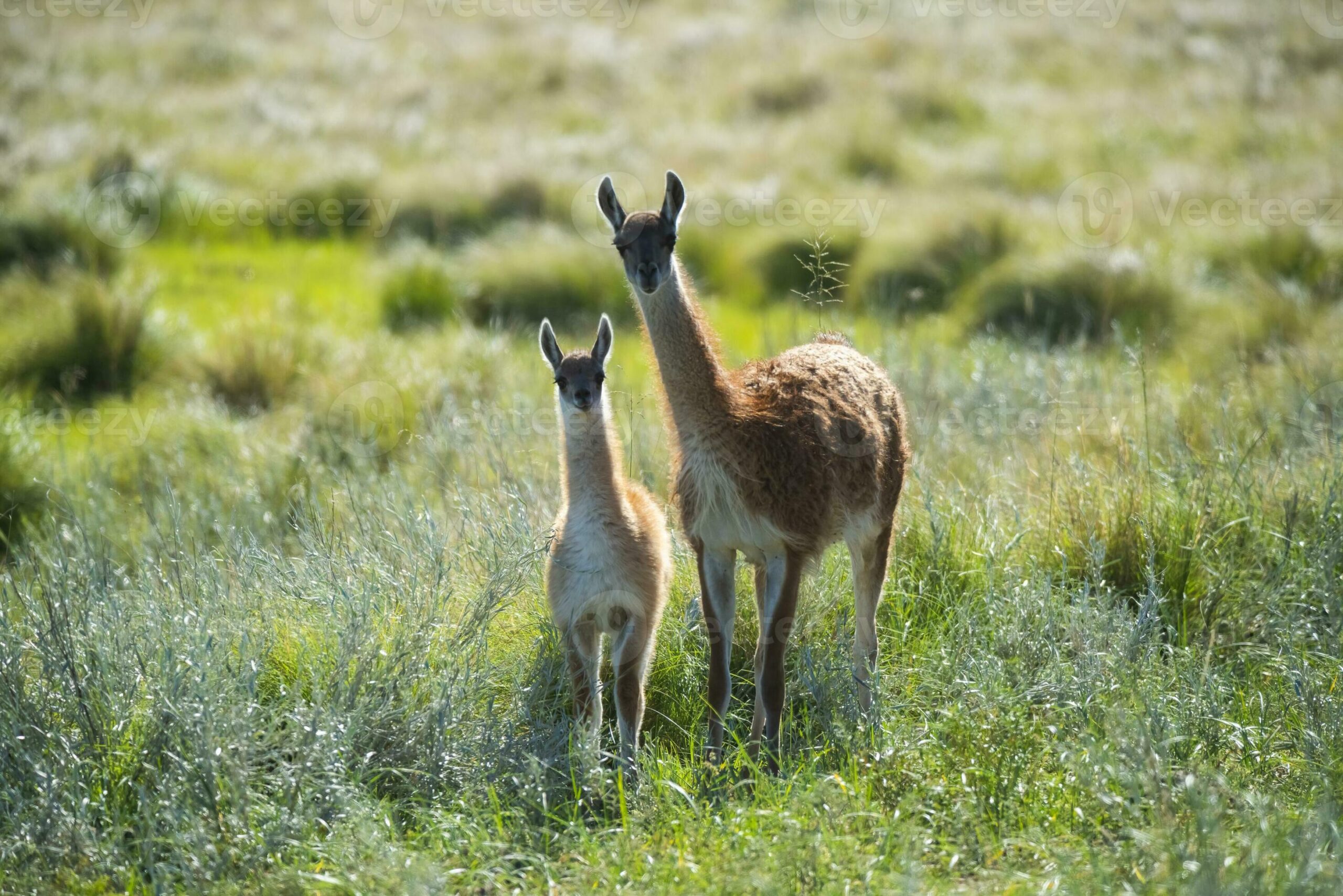 Expertos analizan las bases ecológicas, sanitarias y sociales para la coexistencia entre guanacos y ganadería ovina en la Patagonia.