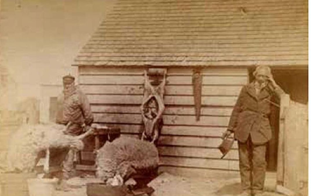 Los orígenes históricos del comercio entre Port Stanley y Punta Arenas en el siglo XIX | Manuel Luis Rodríguez | Historia y Memoria